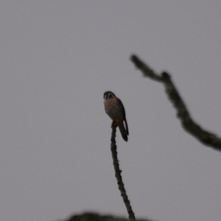 American Kestrel - ML643113424