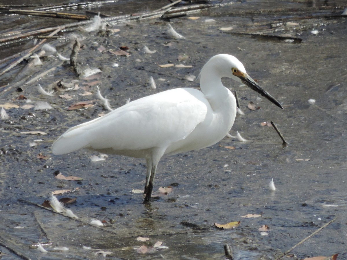 Snowy Egret - ML643113440