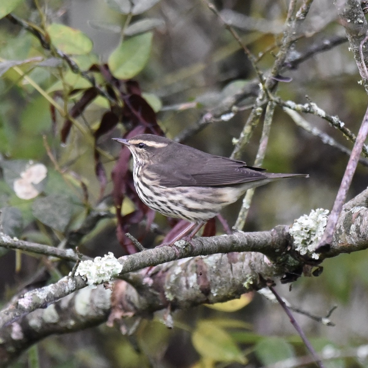 Northern Waterthrush - ML643113449