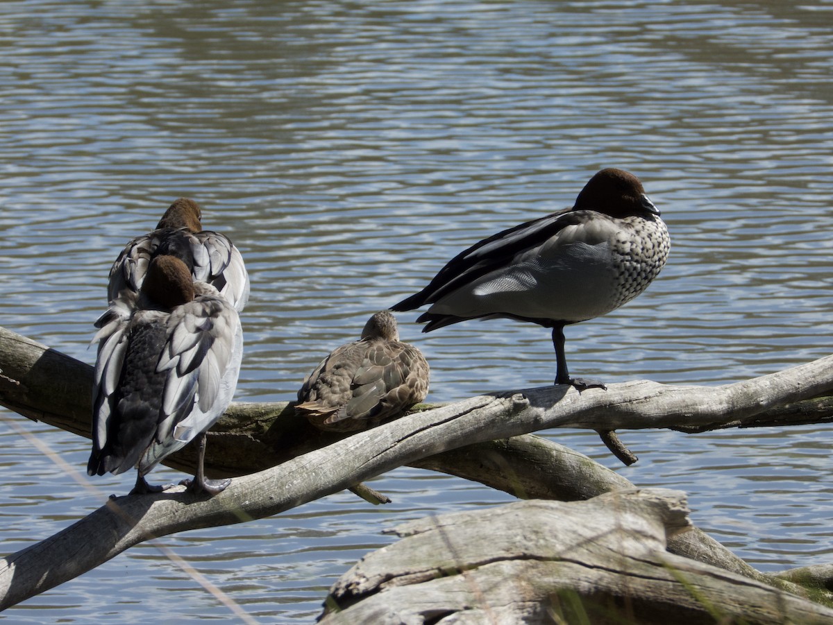 Maned Duck - ML643113477