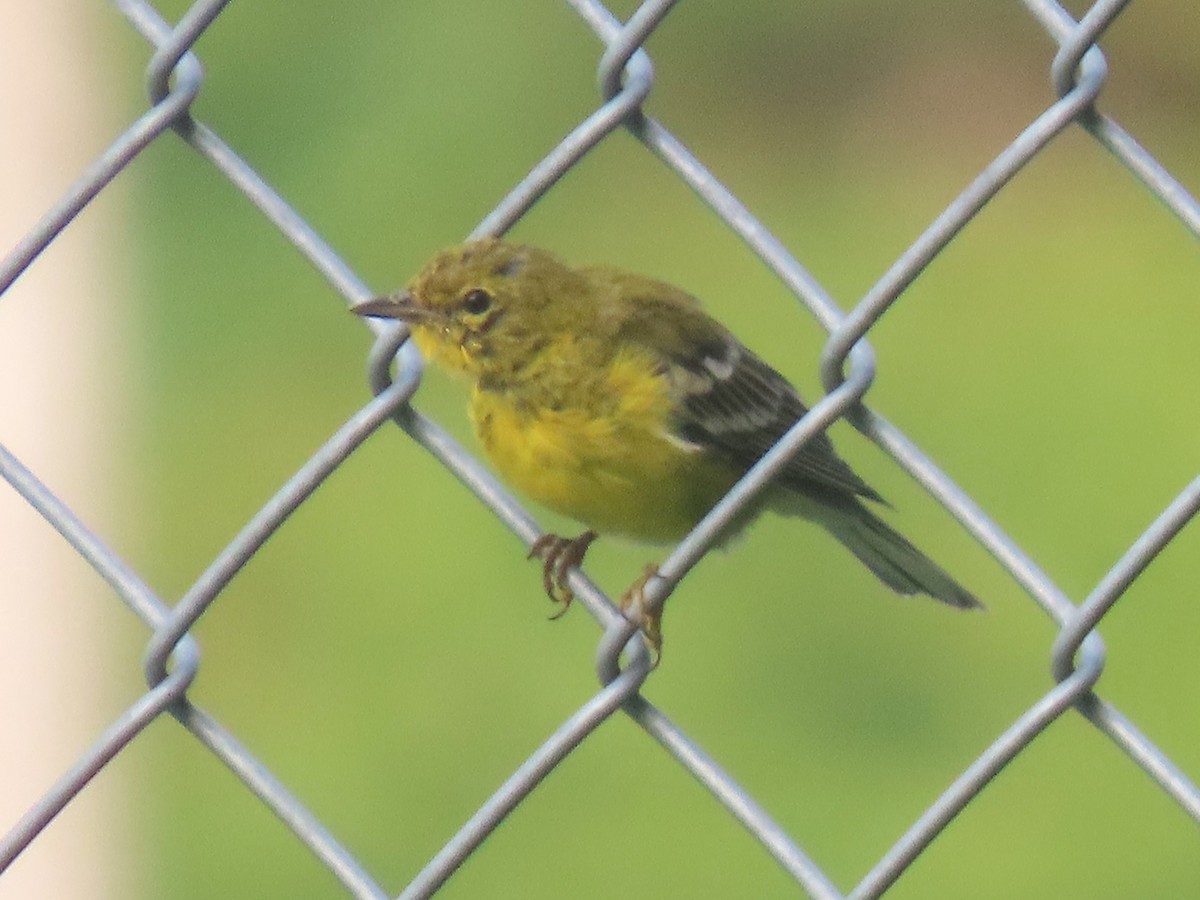 Pine Warbler - ML643113479
