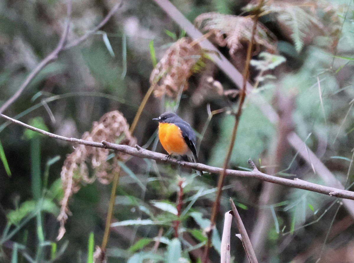 Flame Robin - ML643113485
