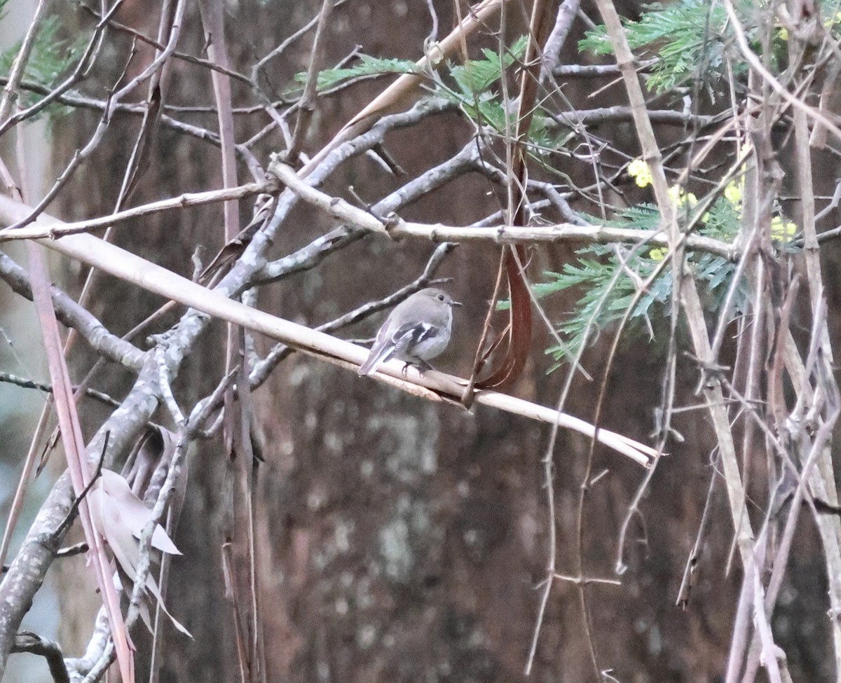 Flame Robin - ML643113494