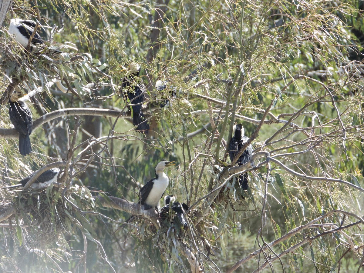Little Pied Cormorant - ML643113496