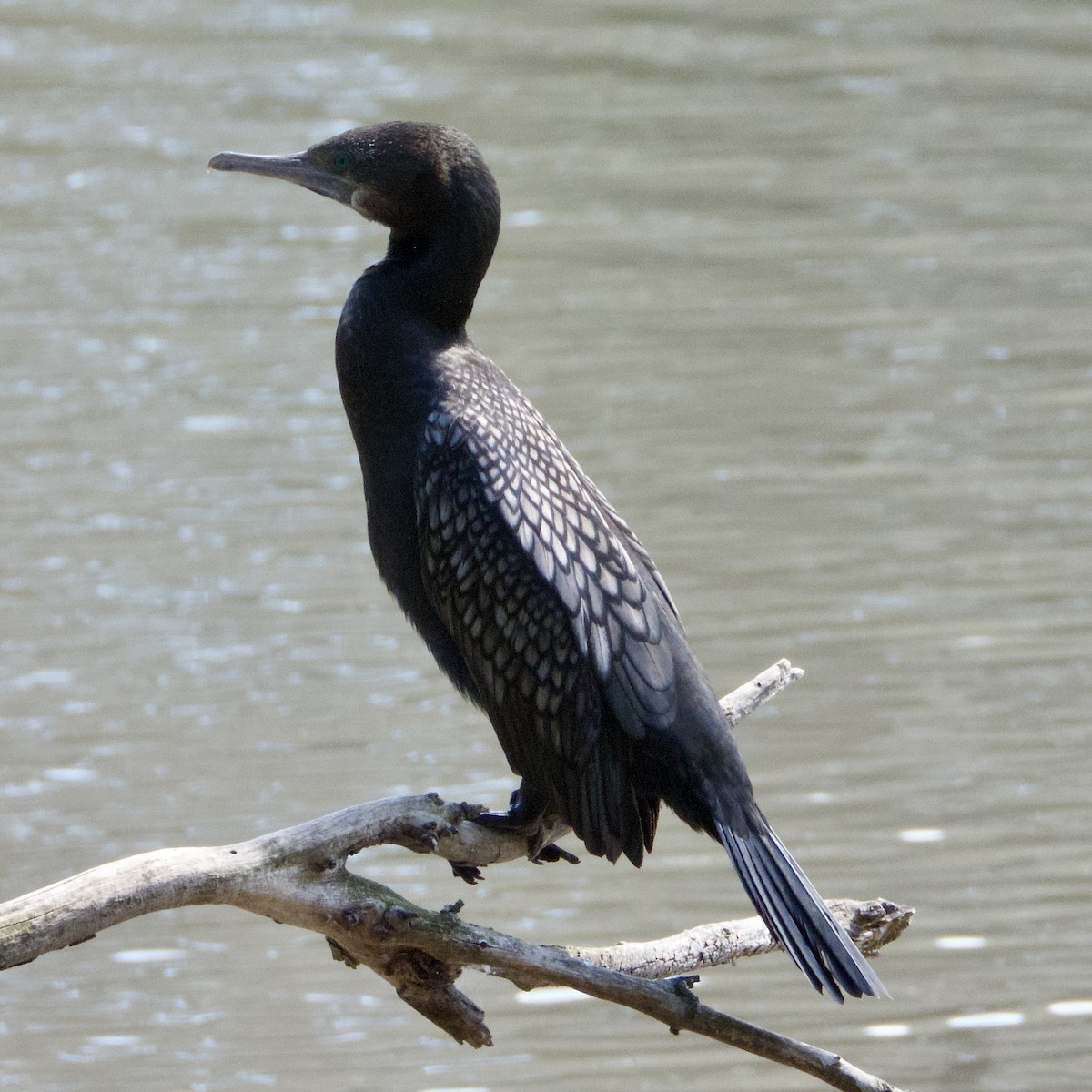 Little Black Cormorant - ML643113505