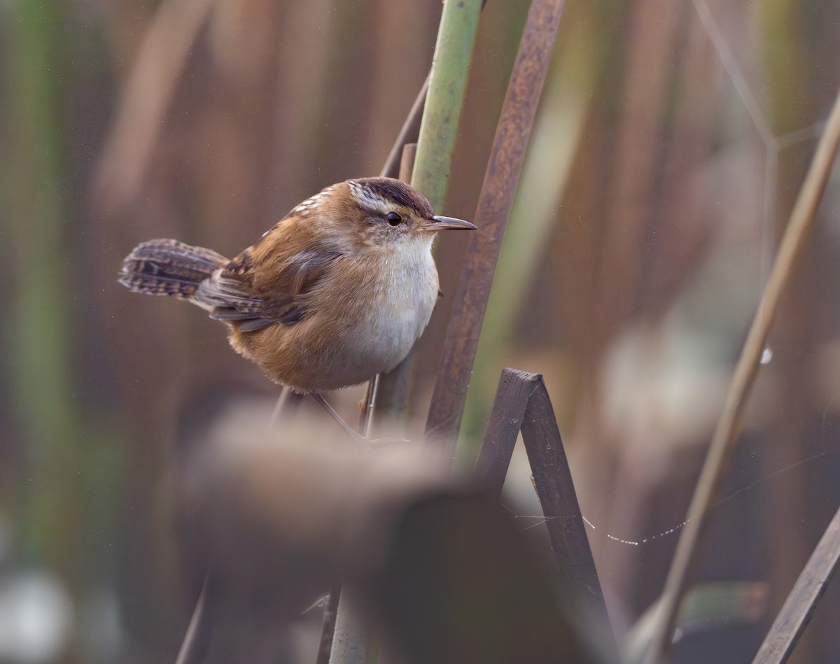 Marsh Wren - ML643113510