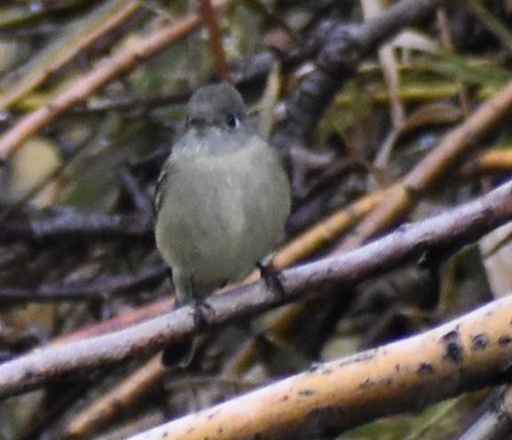 Hammond's Flycatcher - ML643113514