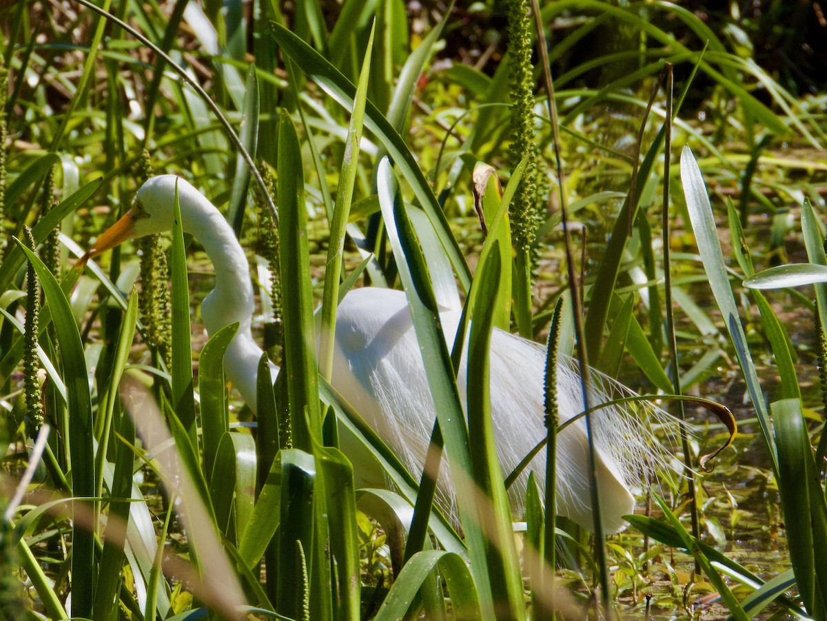 Great Egret - ML643113515