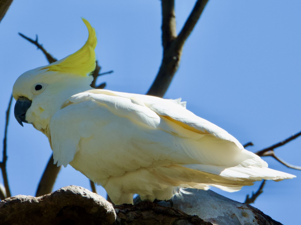 Sulphur-crested Cockatoo - ML643113523