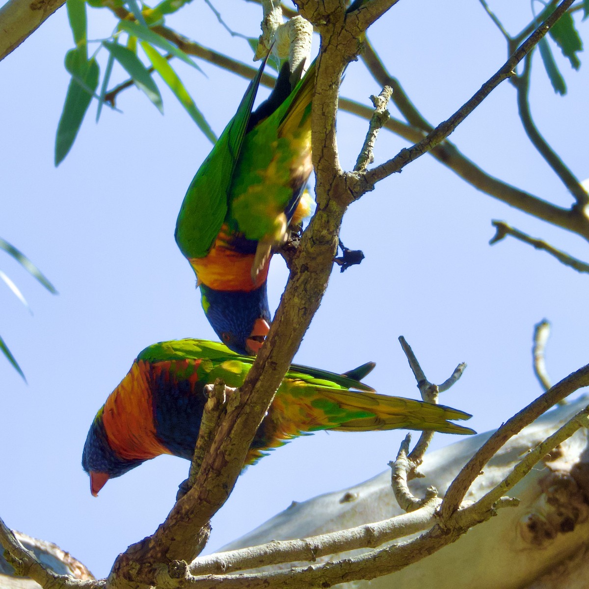 Rainbow Lorikeet - ML643113532