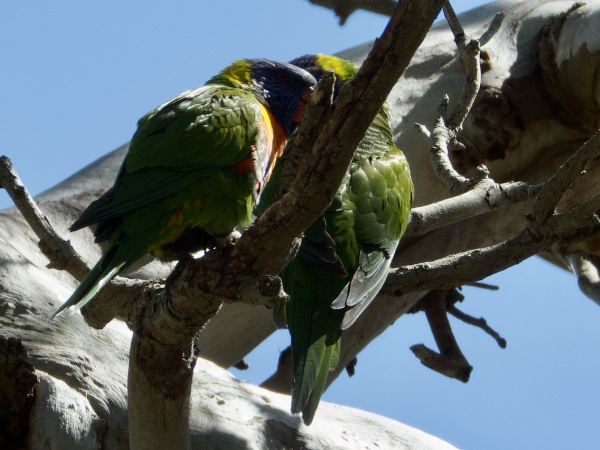 Rainbow Lorikeet - ML643113533