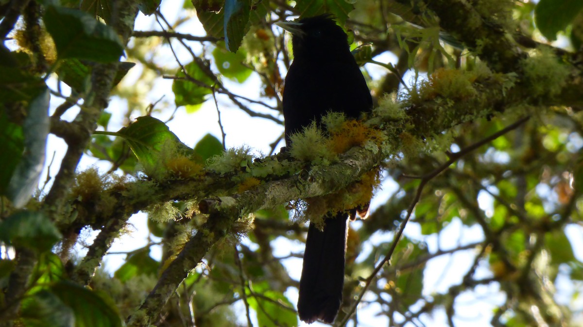 Mountain Cacique - ML643113541