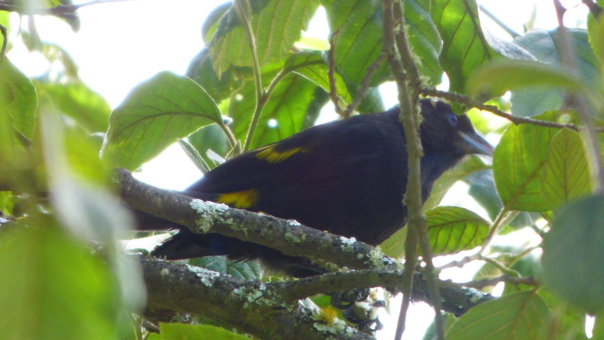 Mountain Cacique - ML643113542