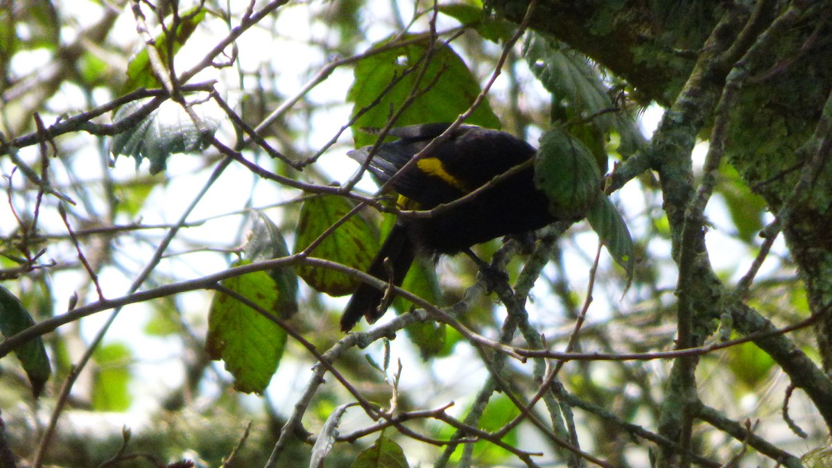 Mountain Cacique - ML643113543