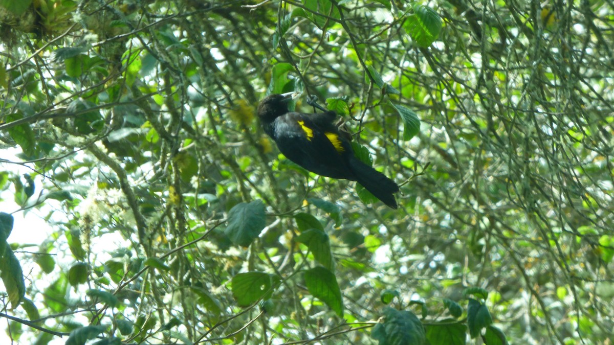 Mountain Cacique - ML643113544