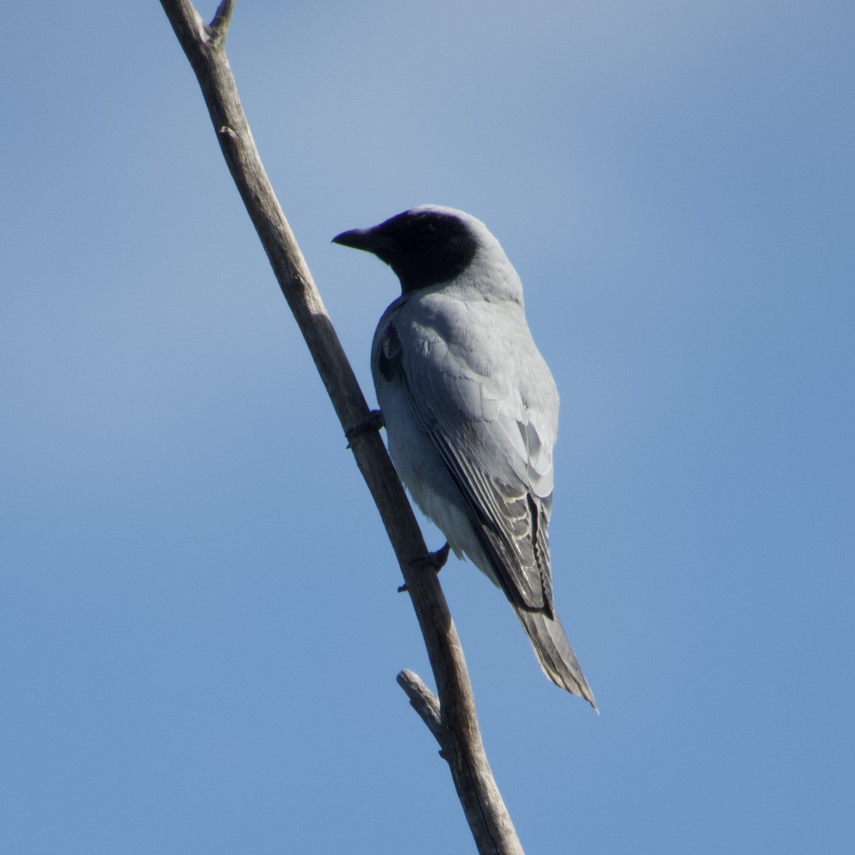 Black-faced Cuckooshrike - ML643113546