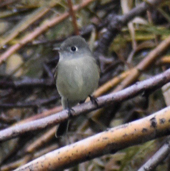 Hammond's Flycatcher - ML643113550