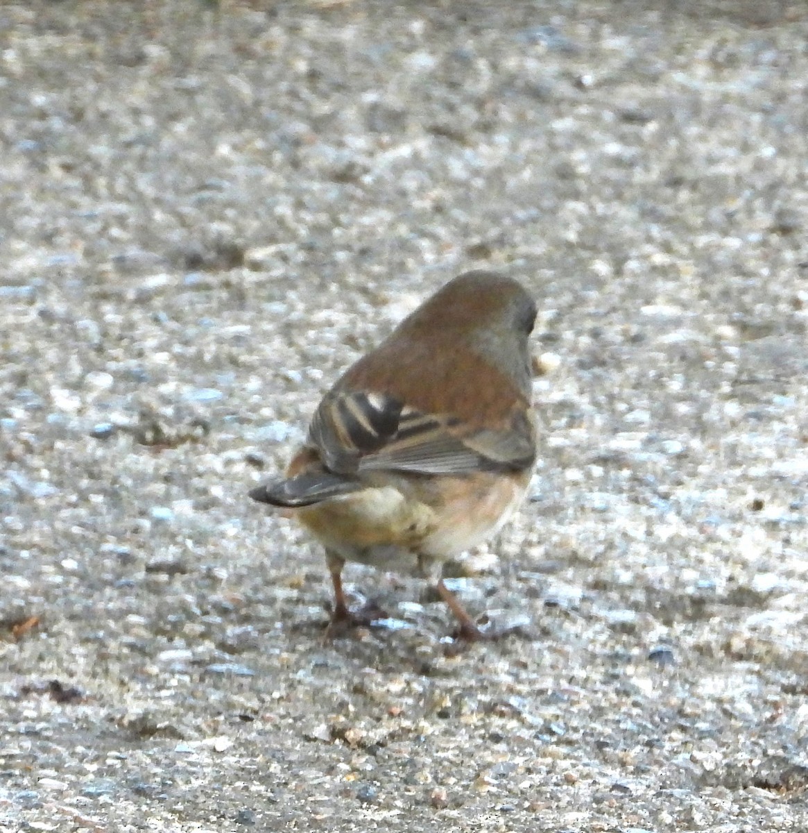 Dark-eyed Junco - ML643113564