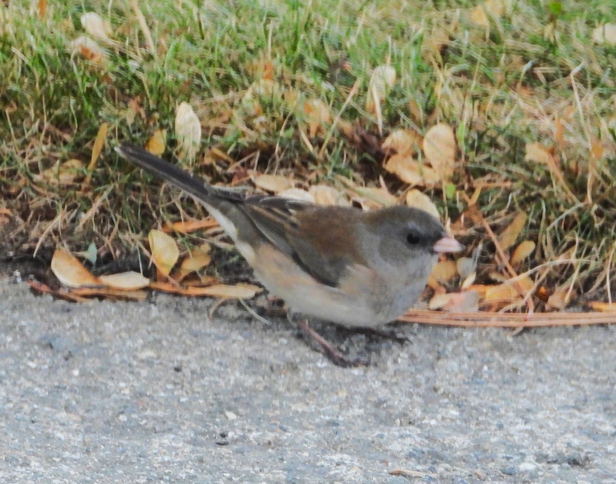 Dark-eyed Junco - ML643113565