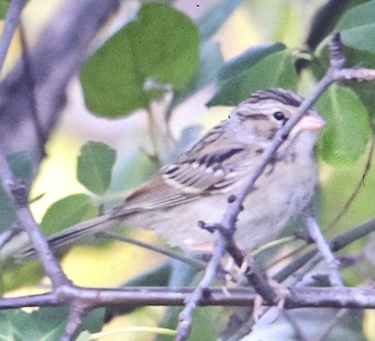 Clay-colored Sparrow - ML643113568
