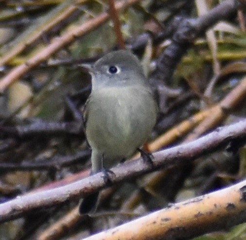 Hammond's Flycatcher - ML643113570