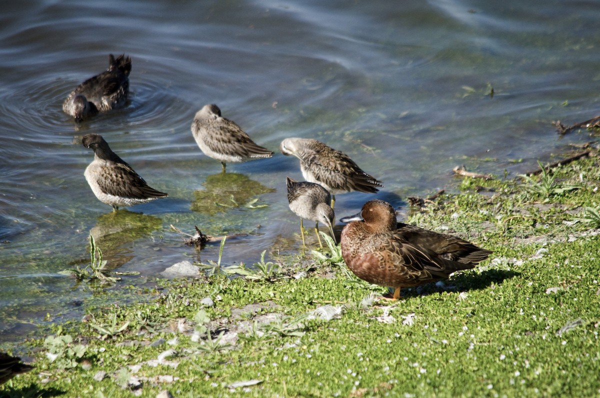 Cinnamon Teal - ML643113581