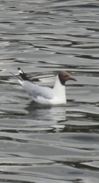 紅嘴鷗 - ML643113585