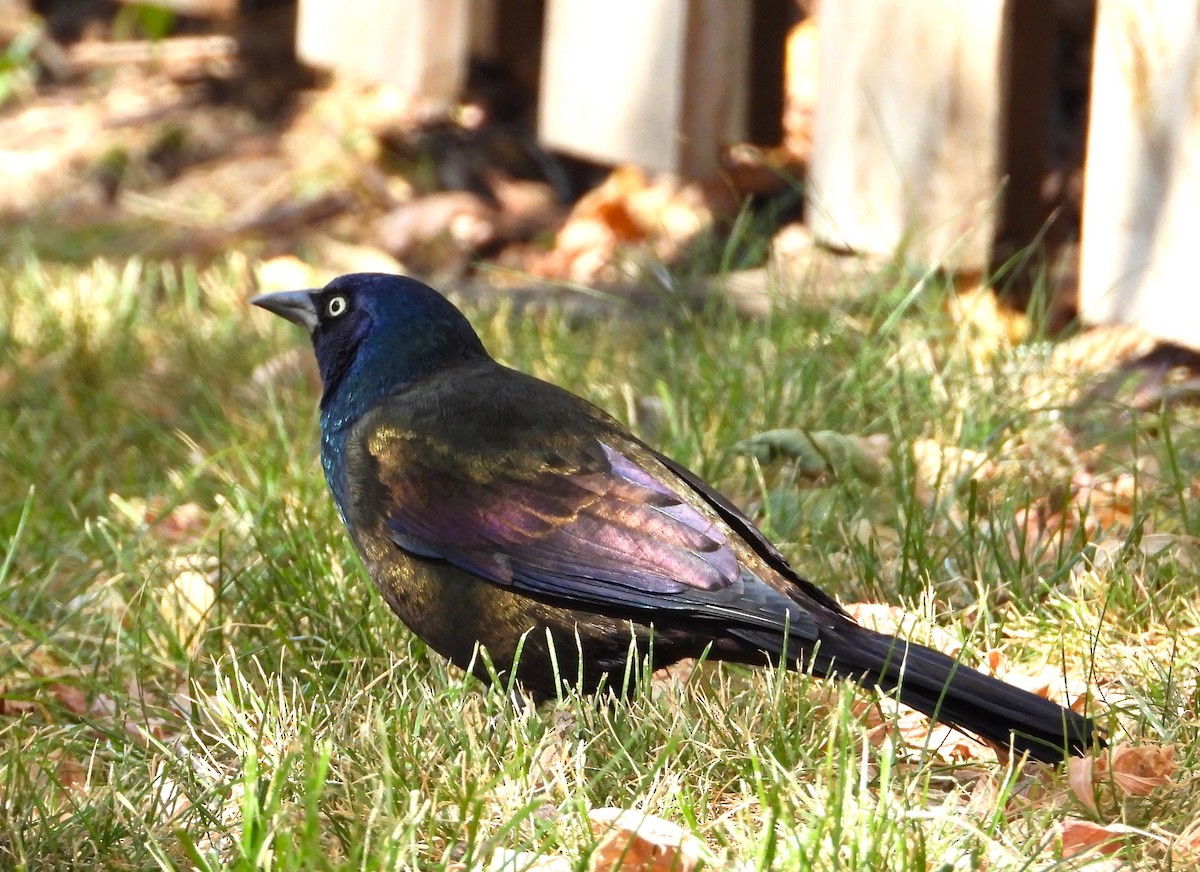 Common Grackle - ML643113586