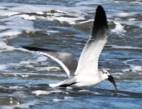 Gaviota Guanaguanare - ML643113591