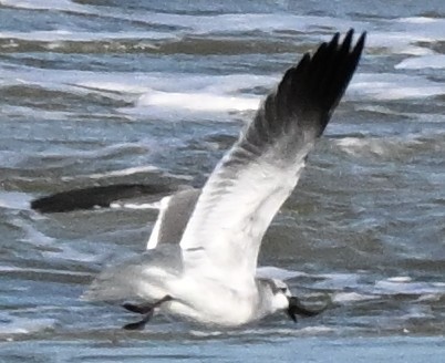 Gaviota Guanaguanare - ML643113593