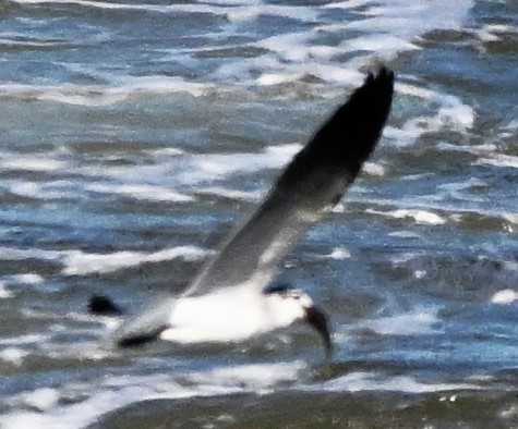 Gaviota Guanaguanare - ML643113595