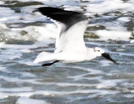 Gaviota Guanaguanare - ML643113596