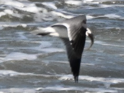 Gaviota Guanaguanare - ML643113599