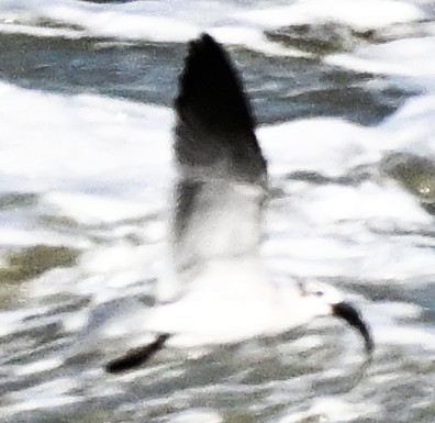 Gaviota Guanaguanare - ML643113600