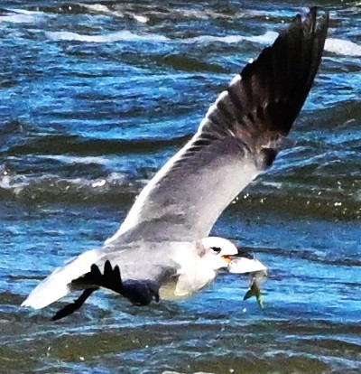 Gaviota Guanaguanare - ML643113602