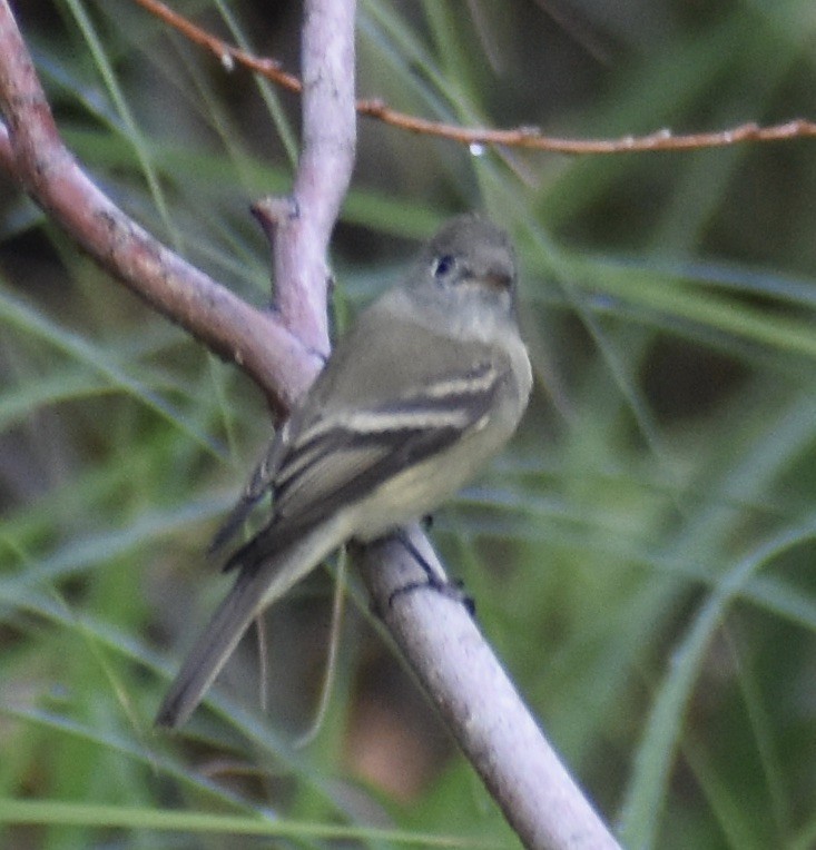 Hammond's Flycatcher - ML643113611