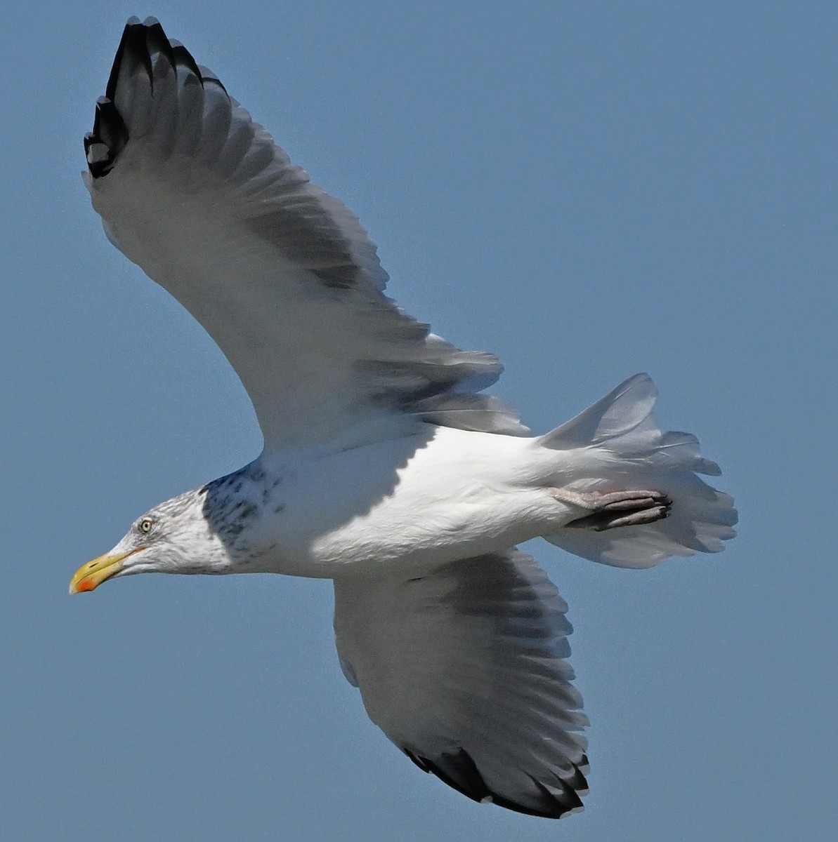 Gaviota Argéntea Americana - ML643113613
