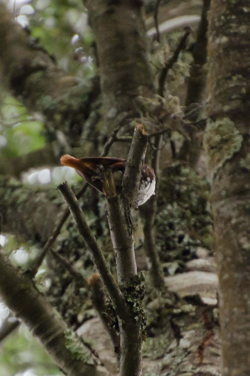 White-throated Treerunner - ML643113623