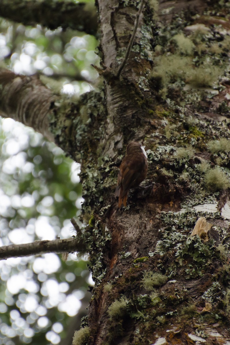White-throated Treerunner - ML643113624
