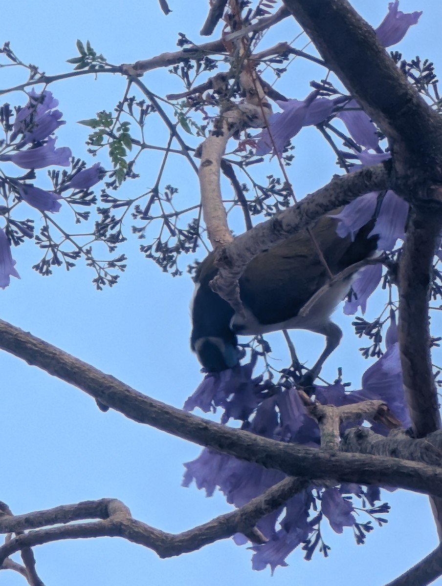 Blue-faced Honeyeater - ML643113659