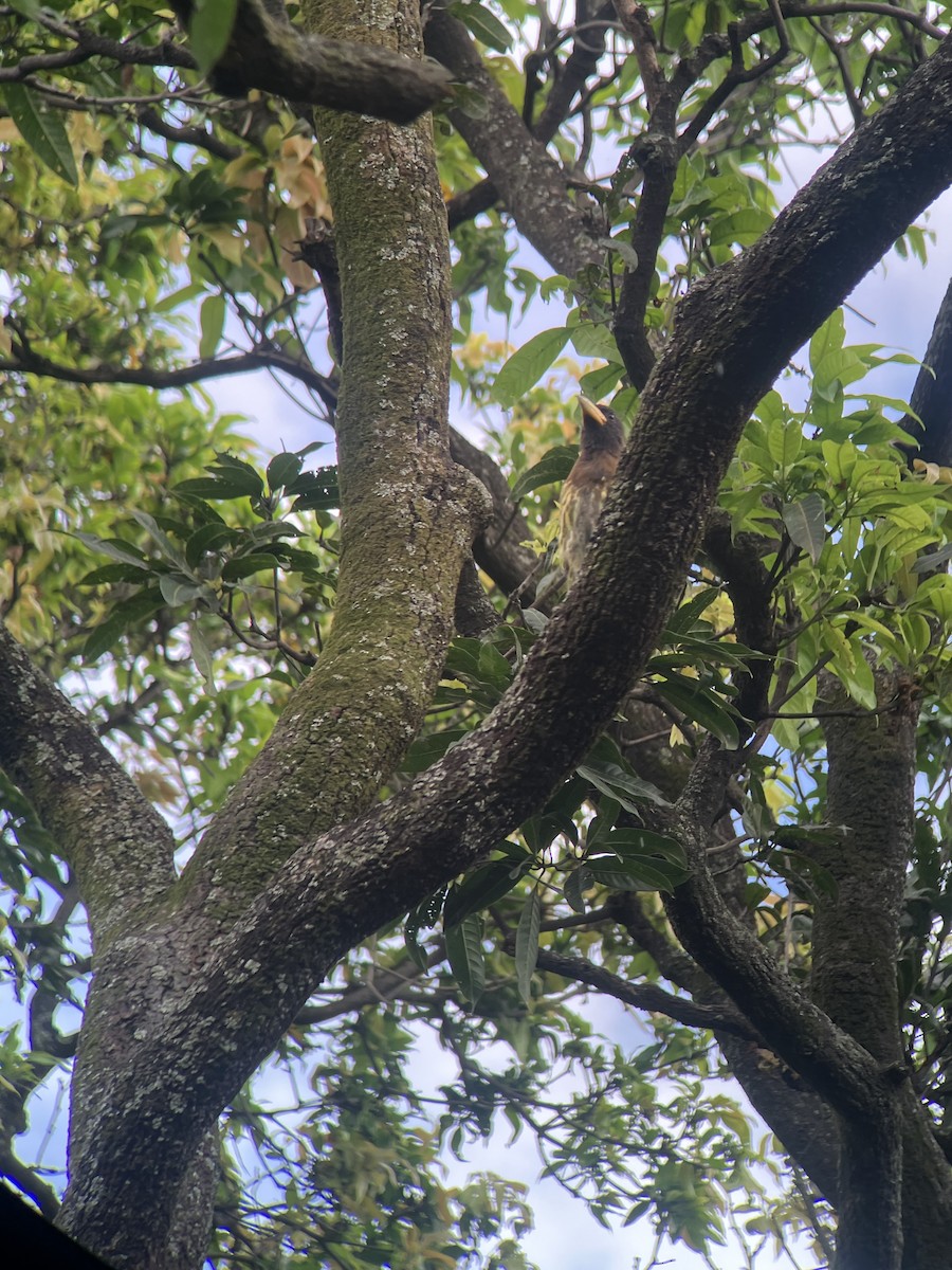 Great Barbet - ML643113669