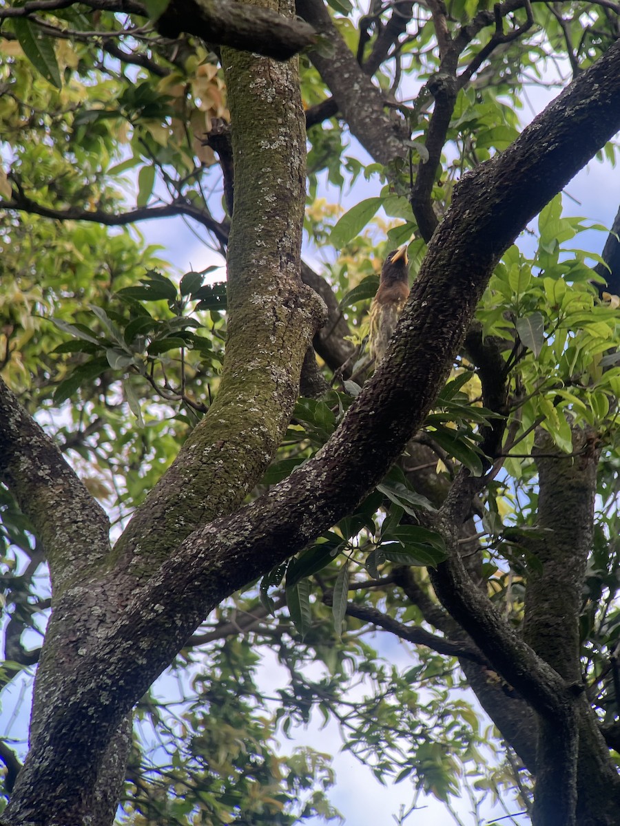 Great Barbet - ML643113670