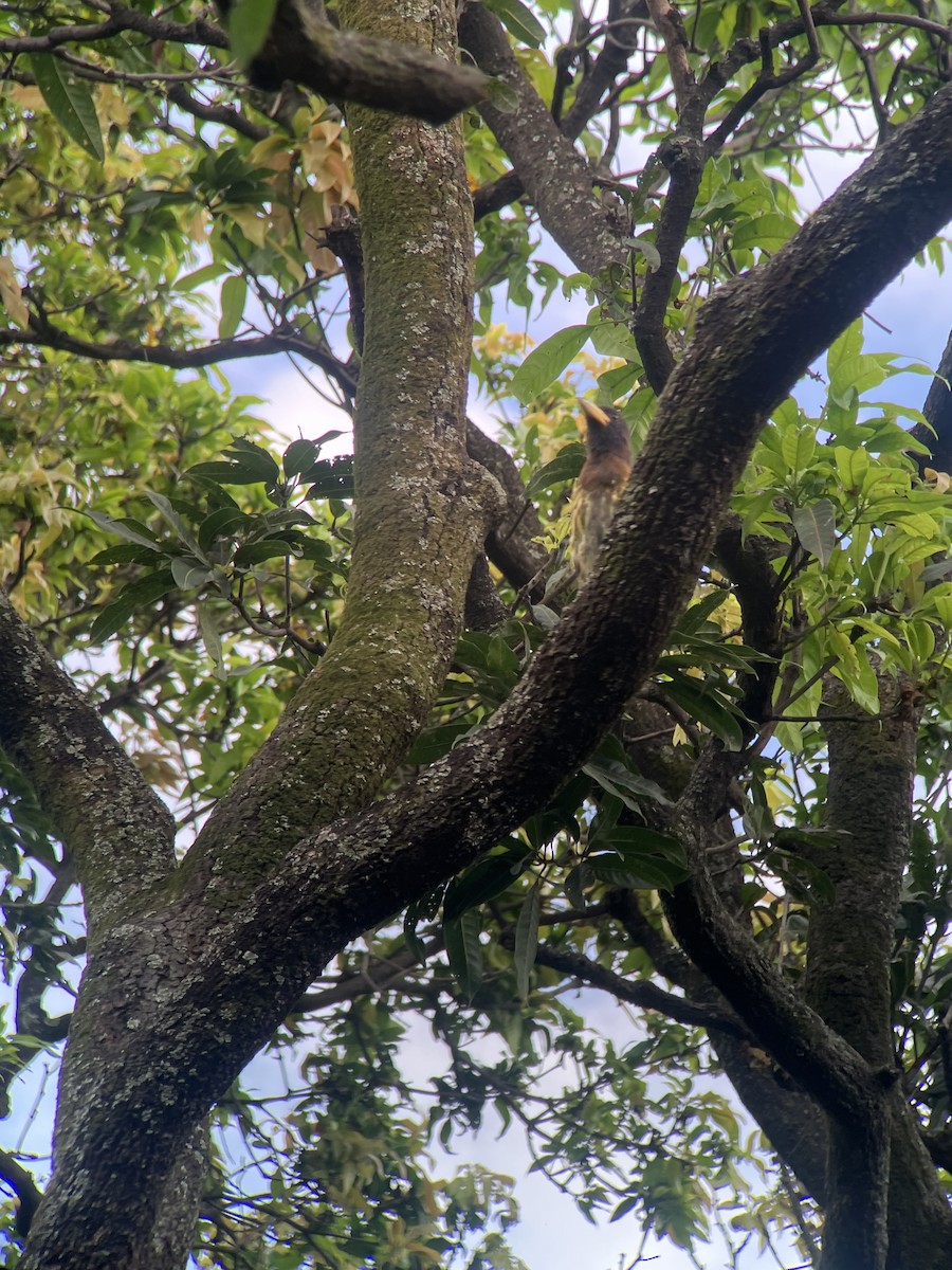 Great Barbet - ML643113671