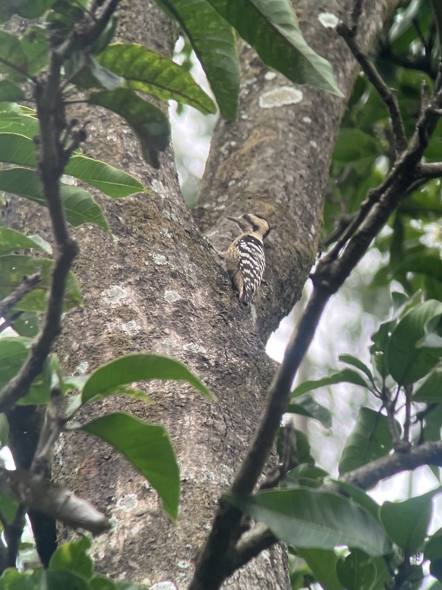Gray-capped Pygmy Woodpecker - ML643113692