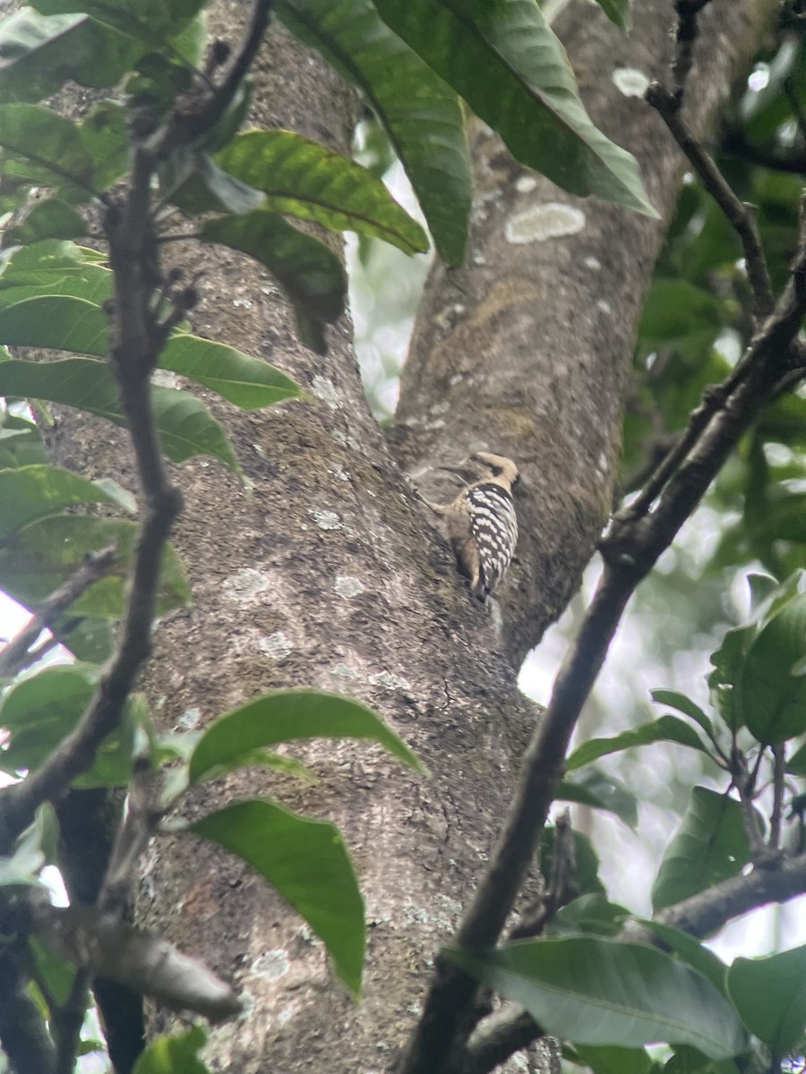 Gray-capped Pygmy Woodpecker - ML643113693