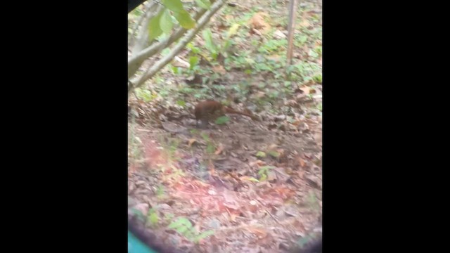 Brown Thrasher - ML643113707