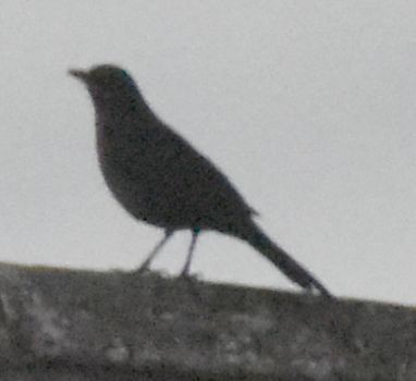 Eurasian Blackbird - ML643113729