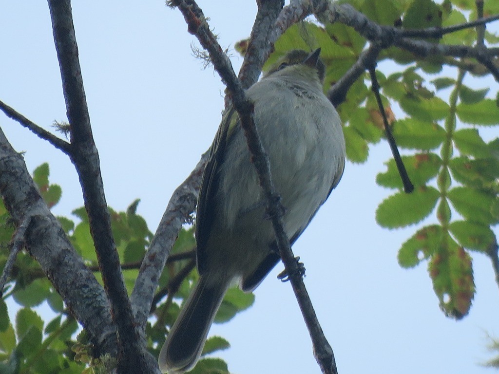 Tyranneau à face d'or - ML643113730