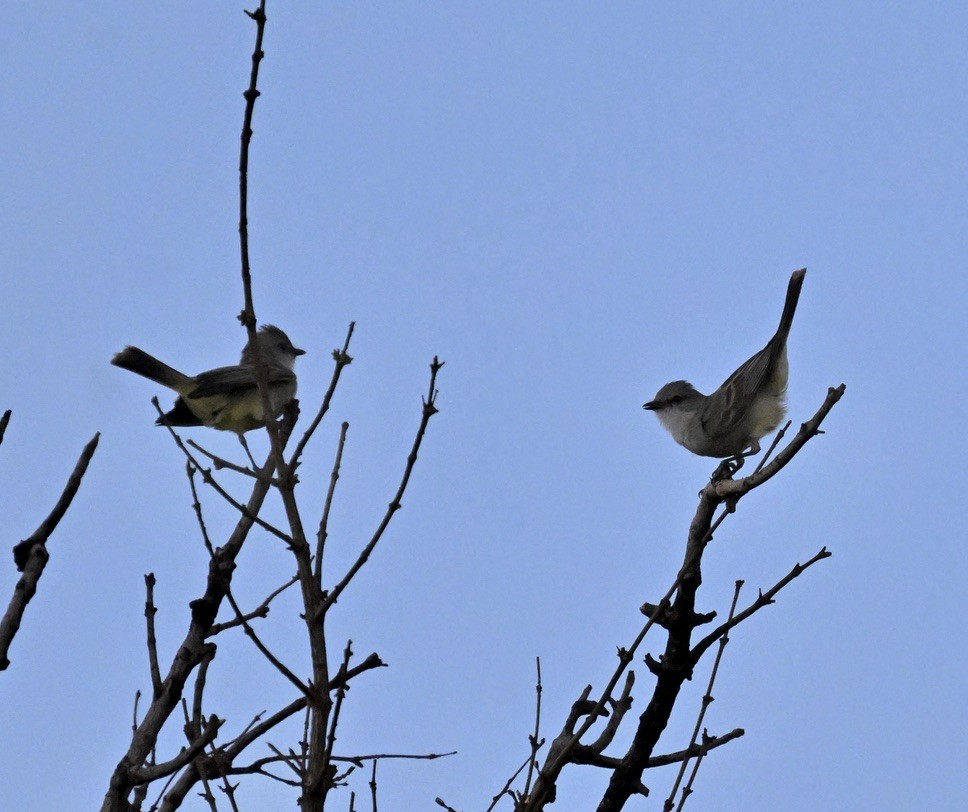 Çapada Tiranuleti - ML643113745