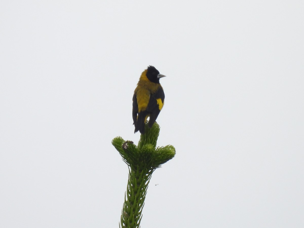Black-headed Siskin - ML643113782